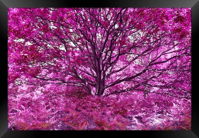 Grand Tree - Pink Framed Print by Adrian Burgess