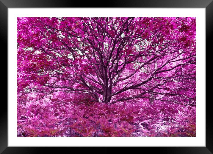 Grand Tree - Pink Framed Mounted Print by Adrian Burgess