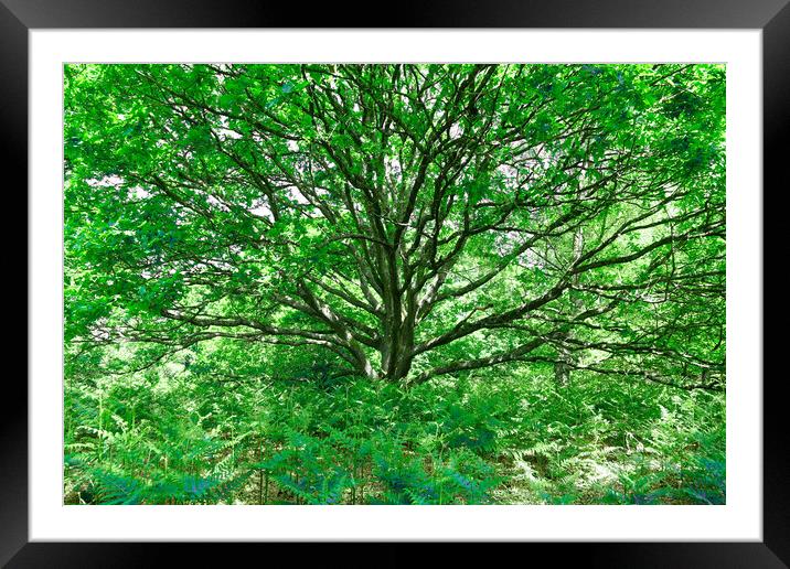 Grand Tree - Green Framed Mounted Print by Adrian Burgess