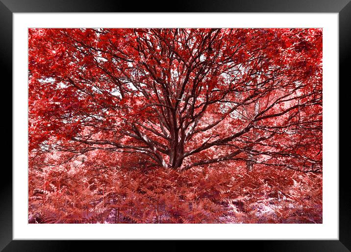 Grand Tree - Red Framed Mounted Print by Adrian Burgess