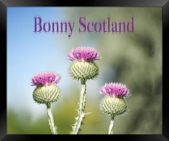 Bonny Scotland Thistle Framed Print by Zenith Photography
