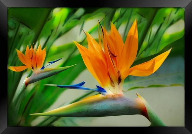 Bird of Paradise Flower Framed Print by Zenith Photography