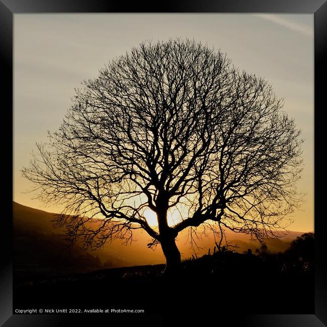 Sunrise Tree Silhouette Framed Print by Nick Unitt