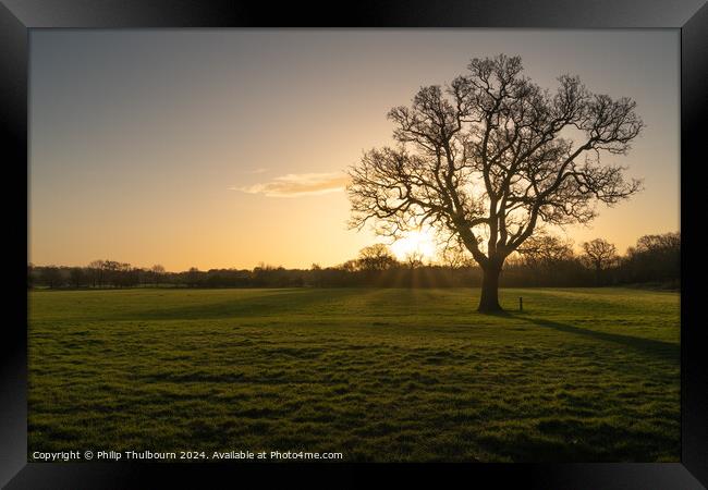 Lone Tree Framed Print by Philip Thulbourn