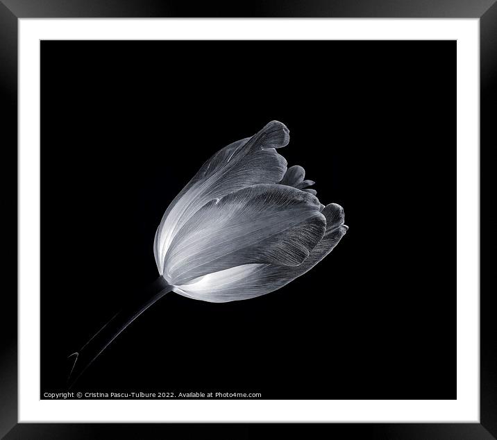 Monochrome tulip Framed Mounted Print by Cristina Pascu-Tulbure