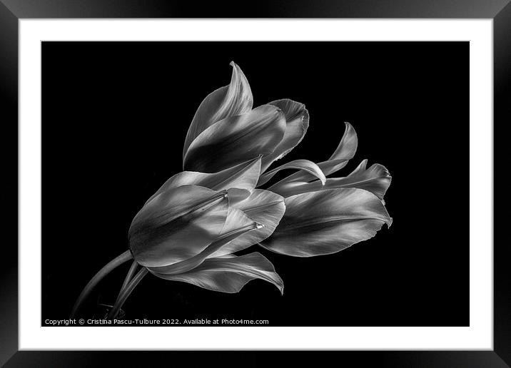 Monochrome tulips Framed Mounted Print by Cristina Pascu-Tulbure