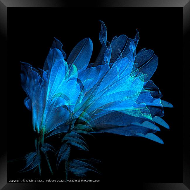 Blue lilies Framed Print by Cristina Pascu-Tulbure
