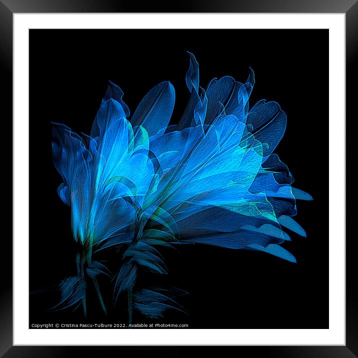 Blue lilies Framed Mounted Print by Cristina Pascu-Tulbure