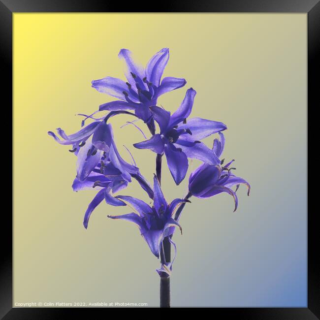 Hyacinthoides hispanica in Colour  Framed Print by Colin Flatters