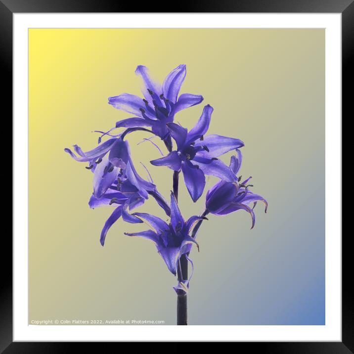 Hyacinthoides hispanica in Colour  Framed Mounted Print by Colin Flatters