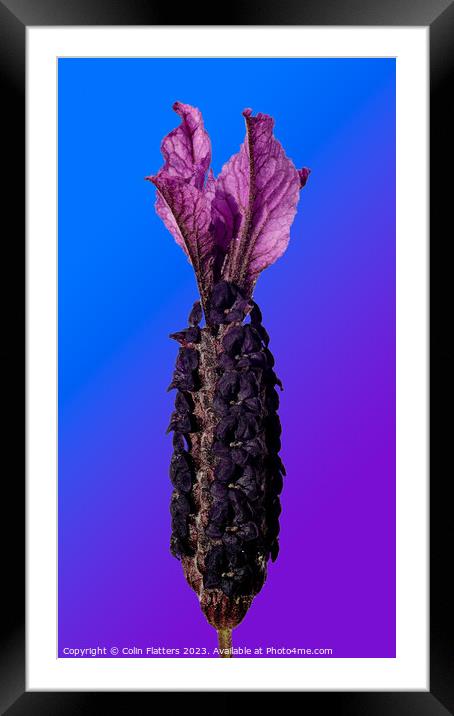 Others Lavendar on Blue/Purple background  Framed Mounted Print by Colin Flatters