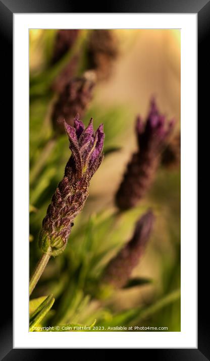 Lavendar plant closeup Framed Mounted Print by Colin Flatters