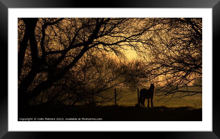 Pony Grazing at sunset - River Welland, Deeping StJames Framed Mounted Print by Colin Flatters