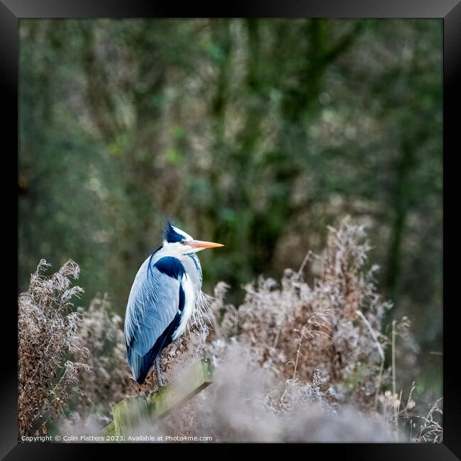 Grey Heron (Ardea cinerea)  Framed Print by Colin Flatters