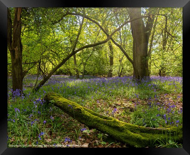 Enchanted Bluebell Woodland Framed Print by Colin Flatters