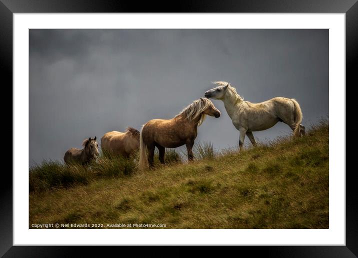 Welsh Mountain Ponies Framed Mounted Print by Neil Edwards