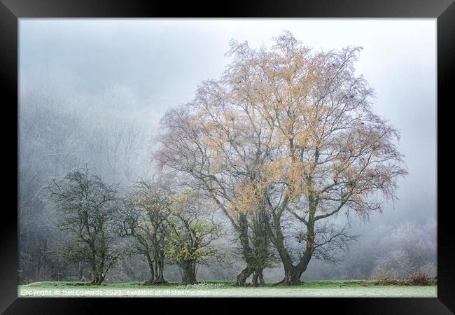 The Changing Seasons Framed Print by Neil Edwards