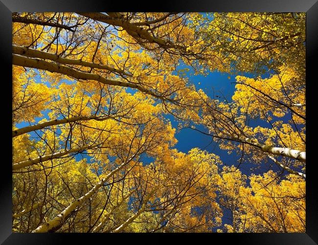 Colorado Aspens Framed Print by Patrick Mokuzai