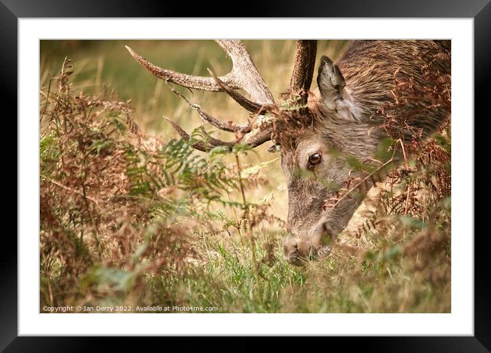 A Red Deer Stag Grazing Framed Mounted Print by Ian Derry