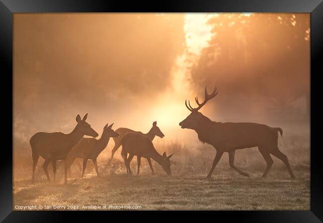Rutting Red Deer at Sunrise Framed Print by Ian Derry