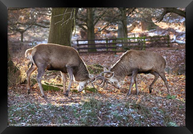 Red Deer Sparring  Framed Print by Ian Derry