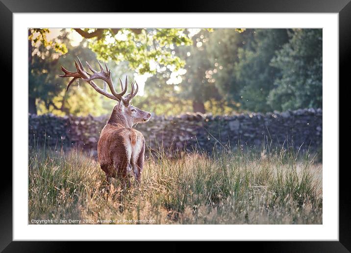 A deer standing in tall grass Framed Mounted Print by Ian Derry