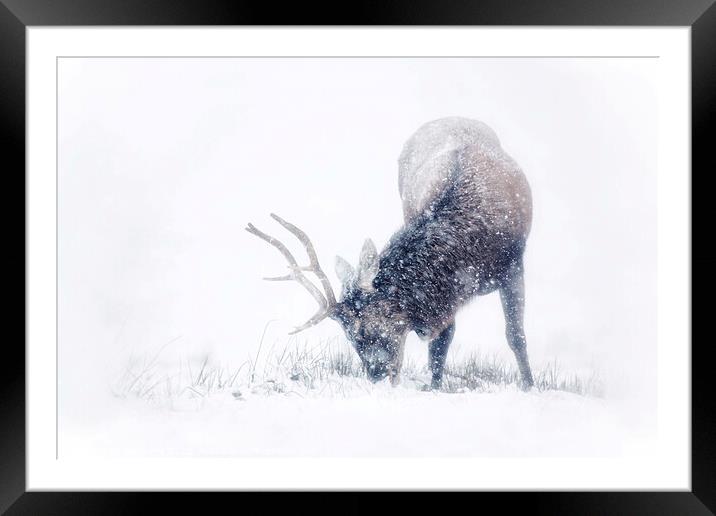 Red Deer Stag in the snow Framed Mounted Print by Ian Derry
