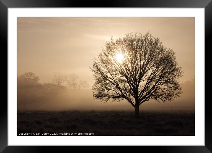 Sunrise Tree Silhouette  Framed Mounted Print by Ian Derry