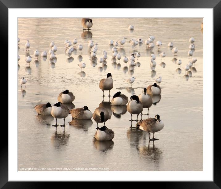 Bird Pose Framed Mounted Print by Susan Southward