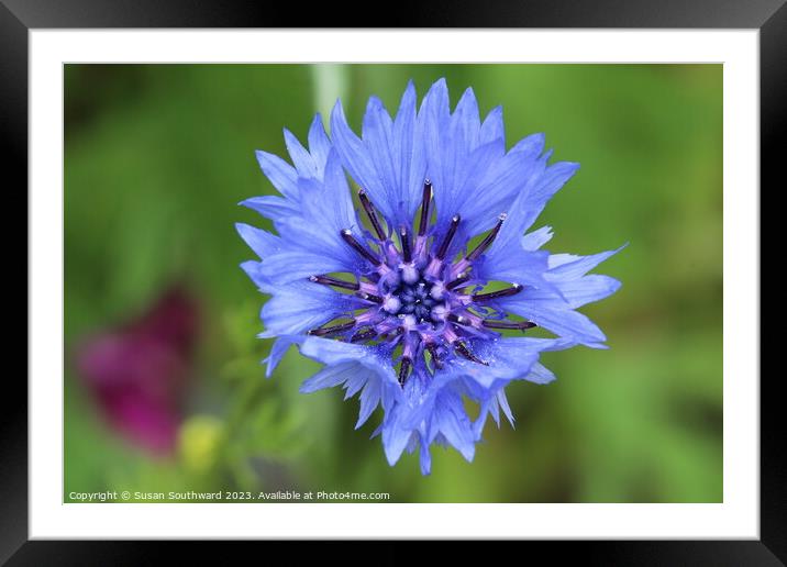 Blooming Blue Framed Mounted Print by Susan Southward