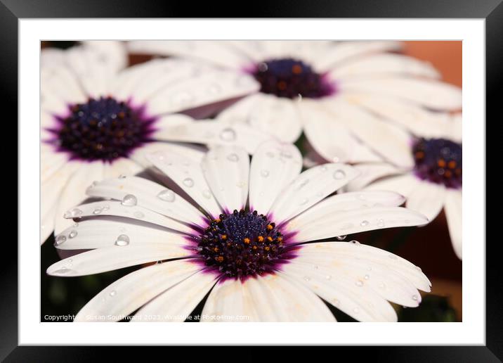 Fresh as a Daisy Framed Mounted Print by Susan Southward