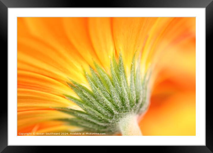 All Orange Framed Mounted Print by Susan Southward