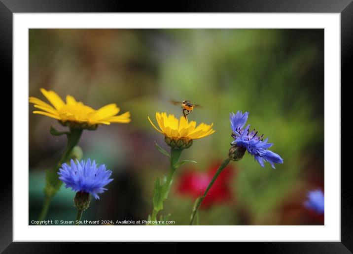 Summer is buzzing Framed Mounted Print by Susan Southward