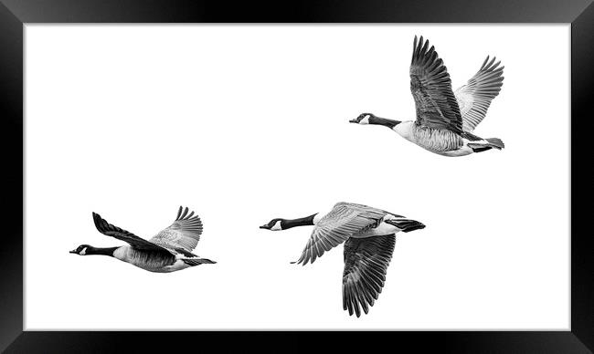 Canada Geese Framed Print by Stephen Young