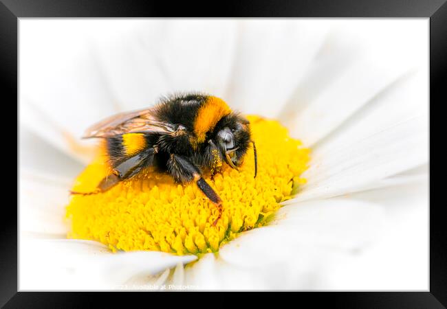 Bee on Flower Framed Print by Stephen Young