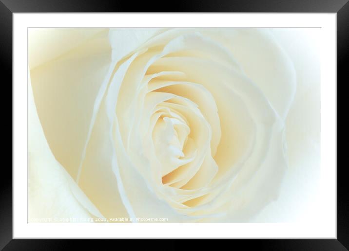 White Rose Flower Framed Mounted Print by Stephen Young