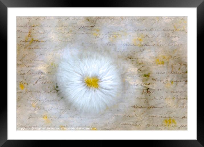 Daisy Love Letter Framed Mounted Print by Stephen Young