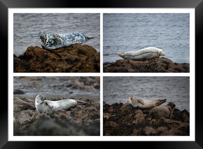 Enchanting Seals of the Scottish North Coast Framed Print by Stephen Young