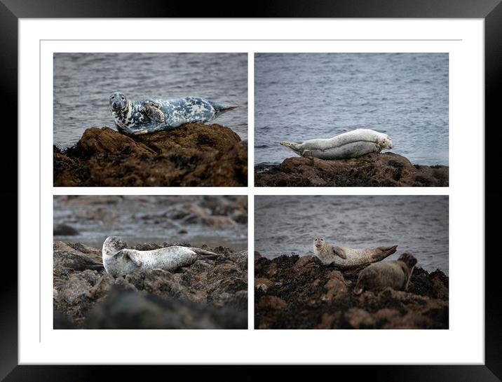 Enchanting Seals of the Scottish North Coast Framed Mounted Print by Stephen Young