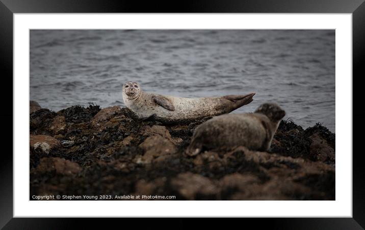 Common Seal - Harbour Seal Framed Mounted Print by Stephen Young