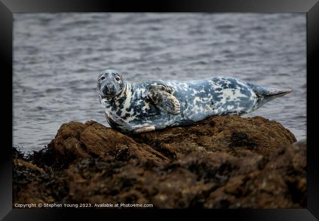 Common Seal Framed Print by Stephen Young