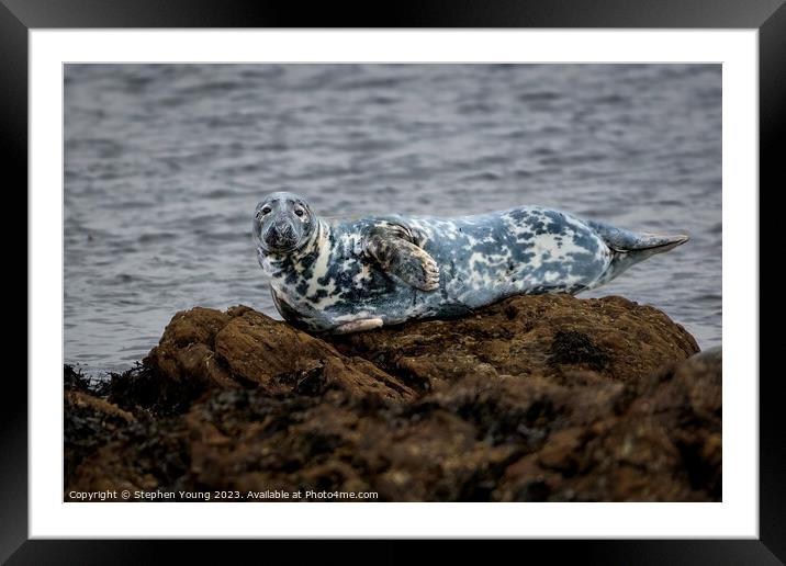 Common Seal Framed Mounted Print by Stephen Young