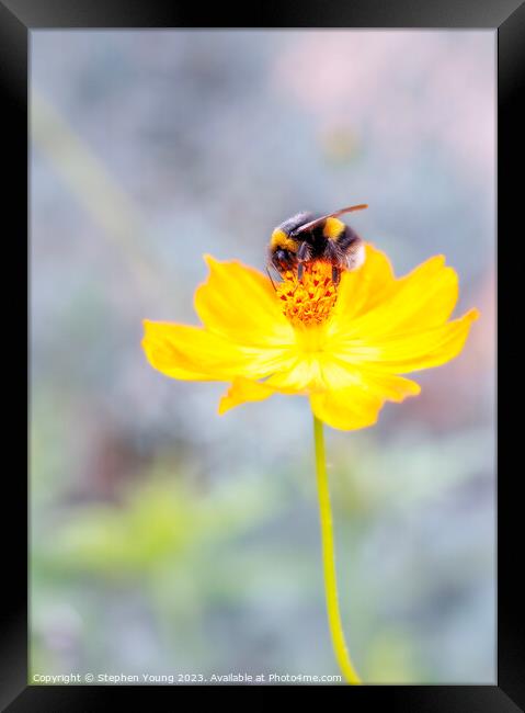 Bee on Flower Framed Print by Stephen Young
