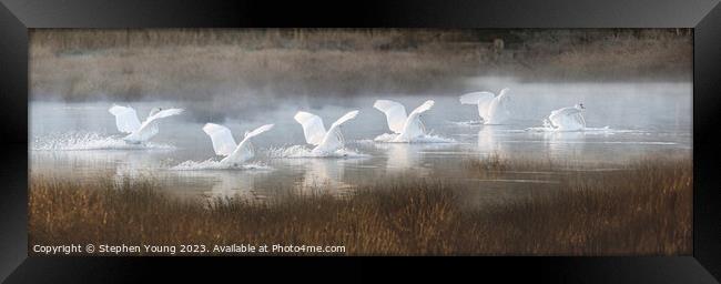 Winter's Grace: Six Swans Landing Framed Print by Stephen Young