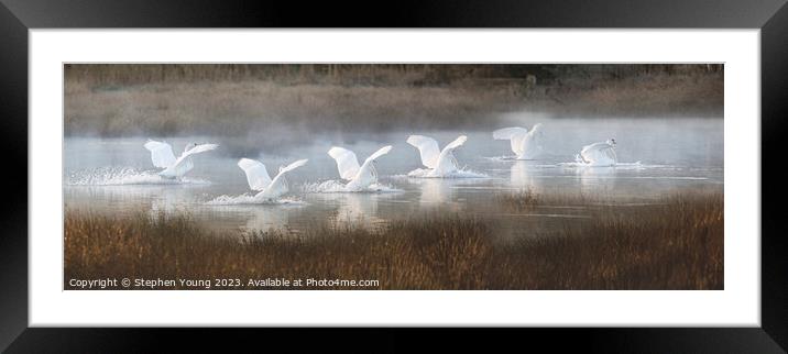 Winter's Grace: Six Swans Landing Framed Mounted Print by Stephen Young