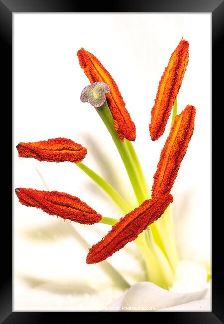 Golden Elegance: Lily Stamen in Macro Framed Print by Stephen Young