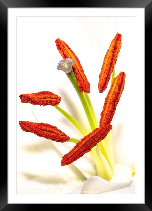 Golden Elegance: Lily Stamen in Macro Framed Mounted Print by Stephen Young