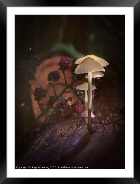 Ethereal Mushrooms: Magic in an Old English Woodland Framed Mounted Print by Stephen Young