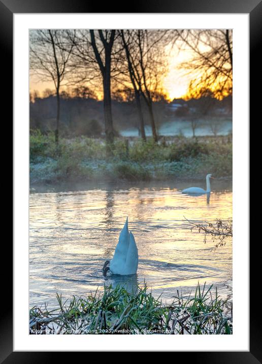 Swan Dive Framed Mounted Print by Stephen Young