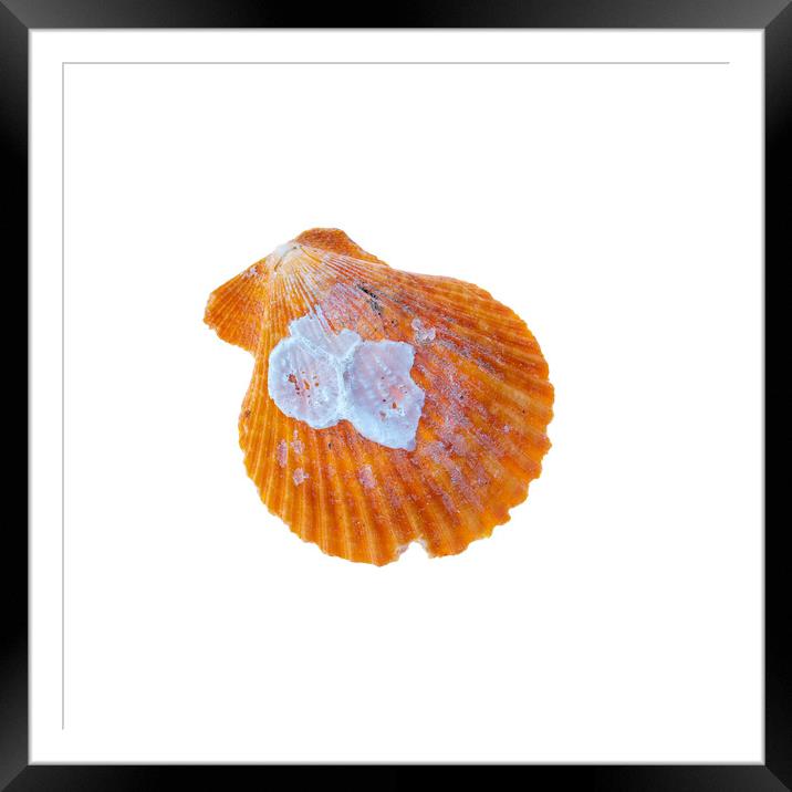 Sea Shell Framed Mounted Print by Stephen Young